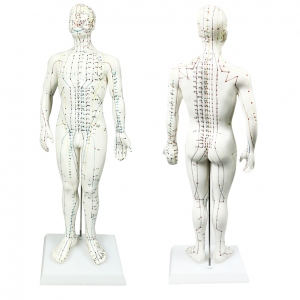 樂(lè )康醫療器械_上海新成針灸經(jīng)穴模型50cm XC-503A
