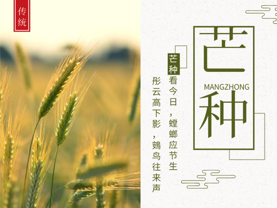 今日芒種，忙有所獲，不負耕耘！