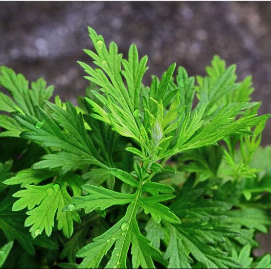 艾灸膝蓋的好處與功效是什么？