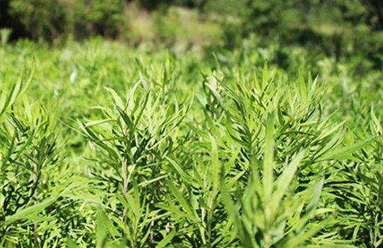 端午前后，使用艾條有什么作用？